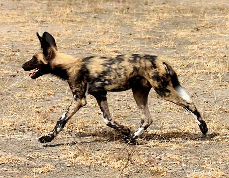 African Wild Dogs (Lycaon pictus)