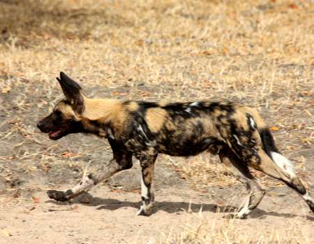 African Wild Dogs (Lycaon pictus)