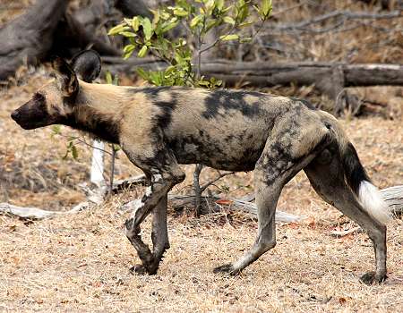 African Wild Dogs (Lycaon pictus)