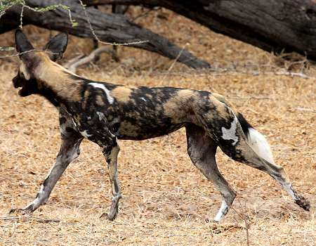 African Wild Dogs (Lycaon pictus)