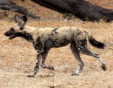 African Wild Dogs (Lycaon pictus)