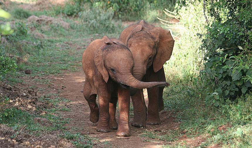 David Sheldrick Wildlife Trust