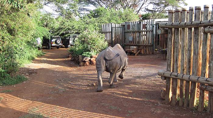 bei Daphne Sheldrick