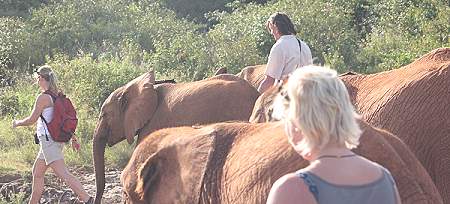 David Sheldrick Wildlife Trust