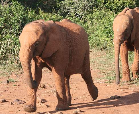 David Sheldrick Wildlife Trust