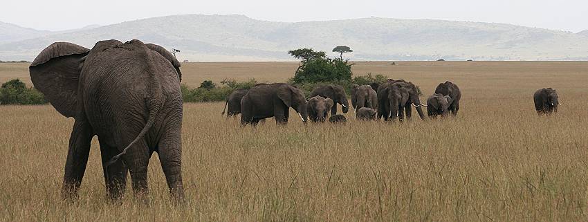 Loxodonta africana