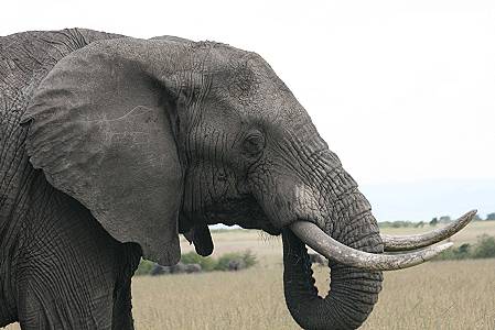 Loxodonta africana