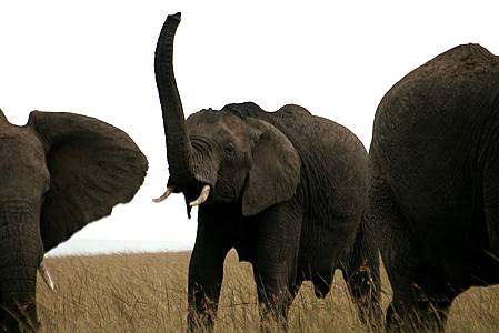 Loxodonta africana