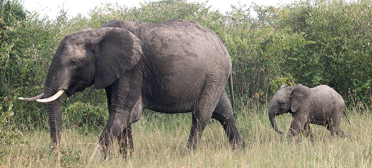 Loxodonta africana