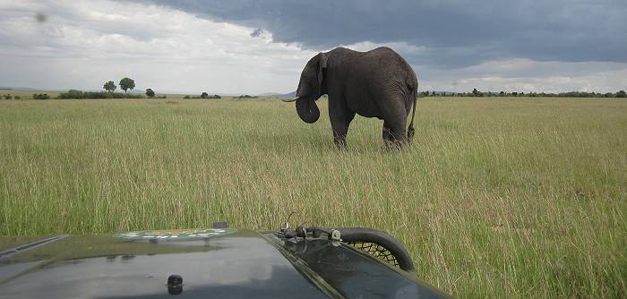Afrikanischer Elefant