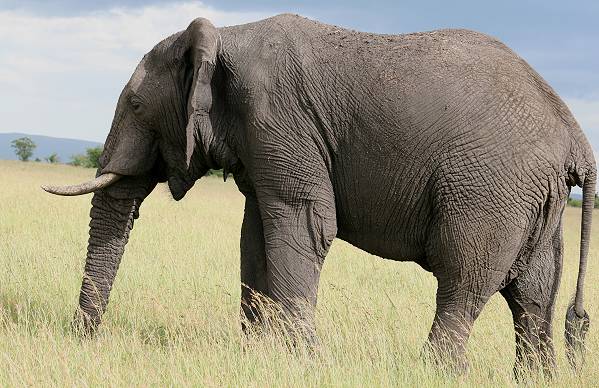 Afrikanischer Elefant