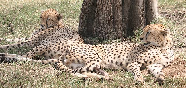 Geparden, Acinonyx jubatus