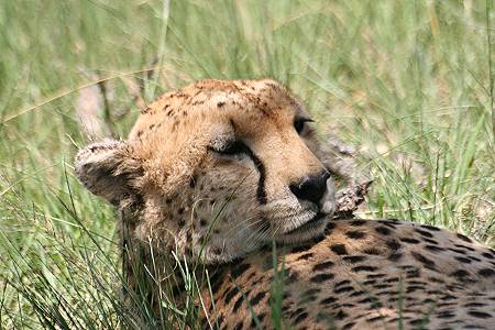 Gepard, Acinonyx jubatus