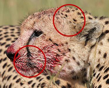 Gepard, Acinonyx jubatus Identifizierung
