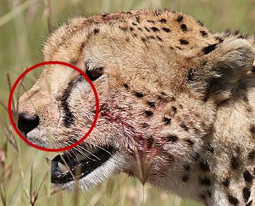 Gepard, Acinonyx jubatus Identifizierung