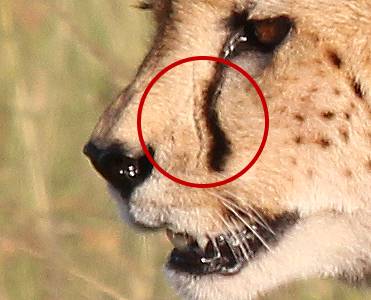 Gepard, Acinonyx jubatus Identifizierung