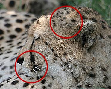 Gepard, Acinonyx jubatus Identifizierung