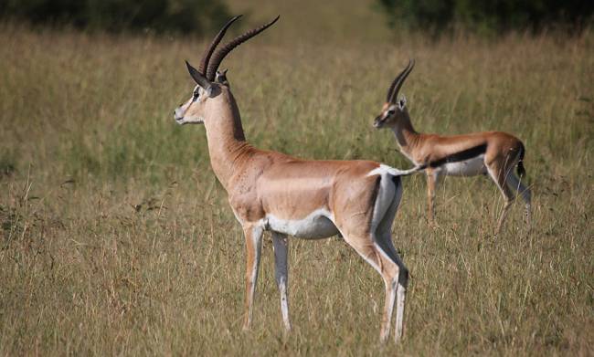 Grant- und Thomson Gazelle