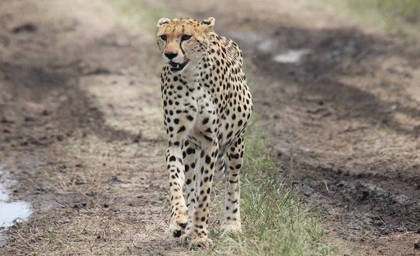 Gepard