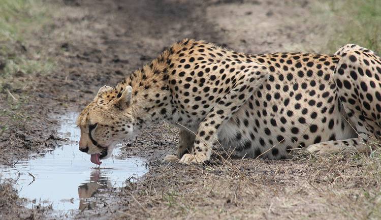Gepard