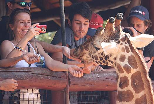 Giraffe Center Nairobi