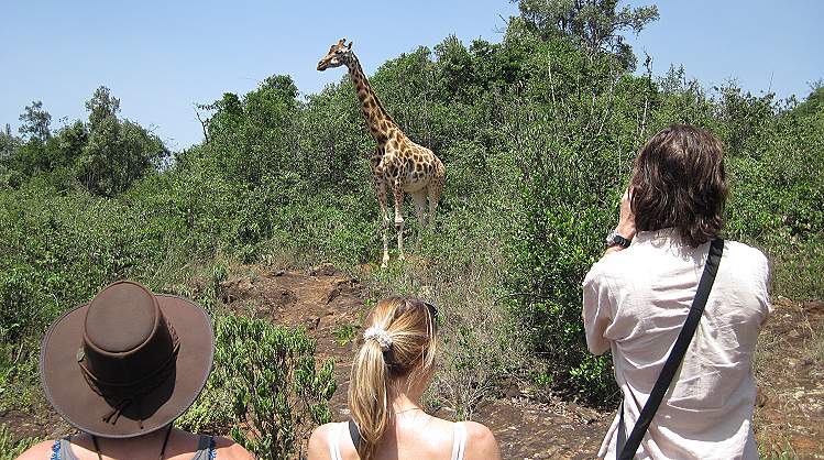Giraffe Center Nairobi