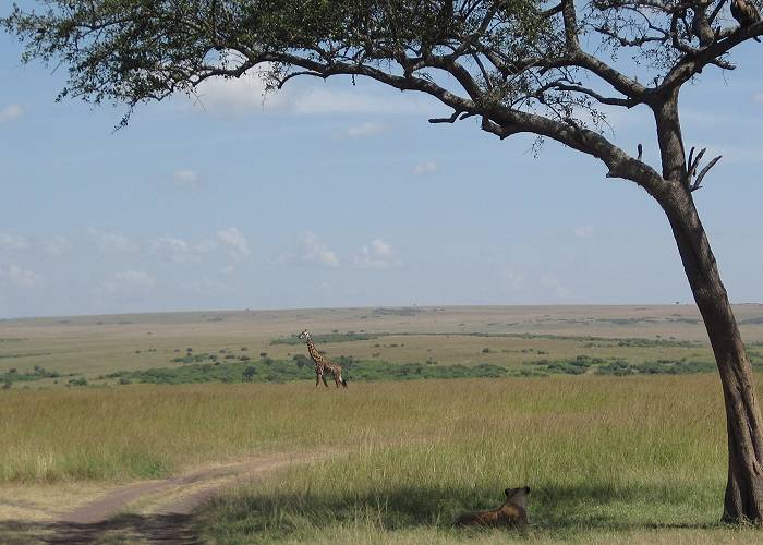 Löwin und Giraffe