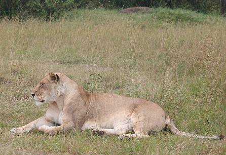 Panthera leo, 0,1