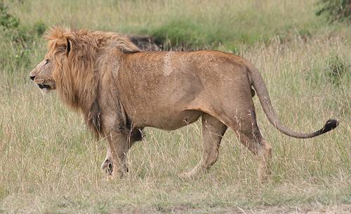 Panthera leo, 1,0