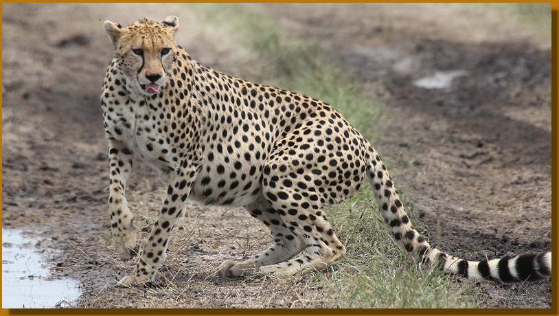 Acinonyx jubatus
