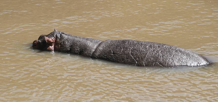 Flusspferd im Talek River