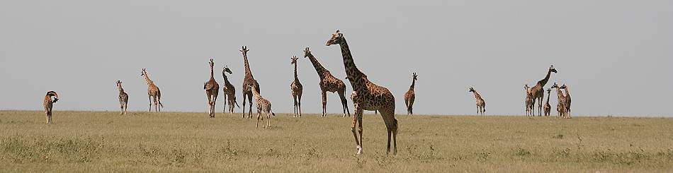 Masai Giraffen