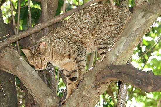 zu 75% Wildkatze