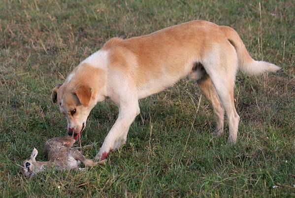 wildernder Hund der Masai