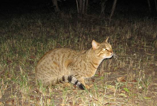 zu 75% Wildkatze