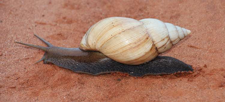 Große Achatschnecke (Achatina fulica), auch Ostafrikanische Riesenschnecke