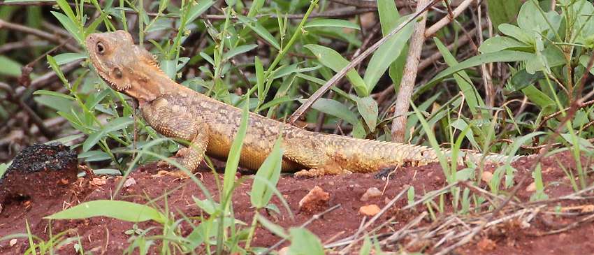Agama armata