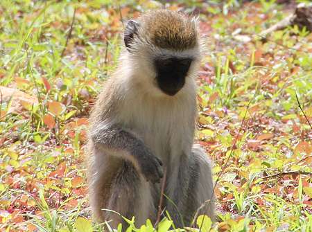 BiGi oder Epiya Chapeyu Camp - Galana River, Tsavo Ost National Park