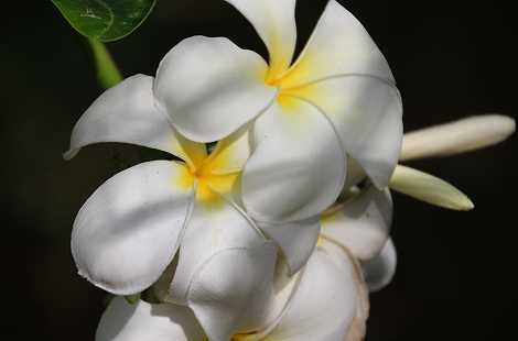 frangipani