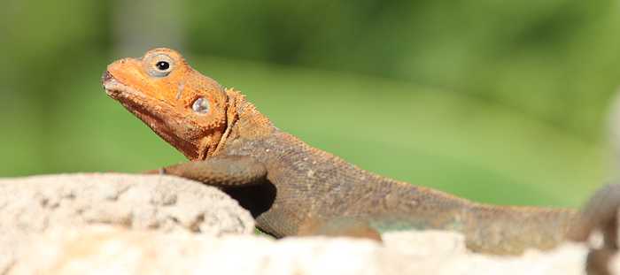 Agama Agama, Siedleragam