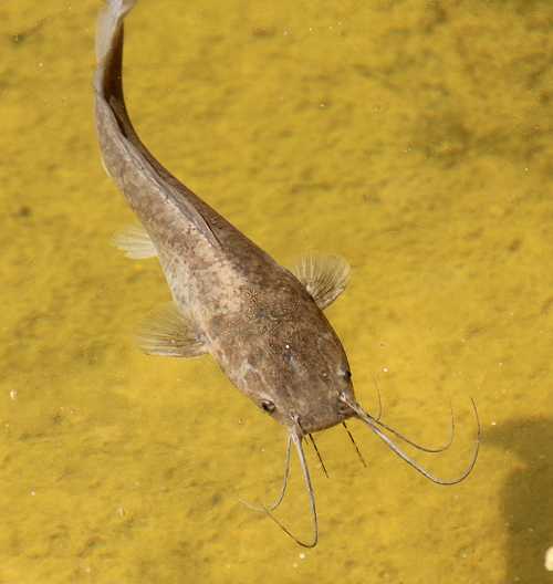 Catfish