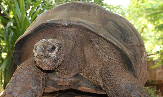 Aldabra Riesenschildkröte im Boko Boko
