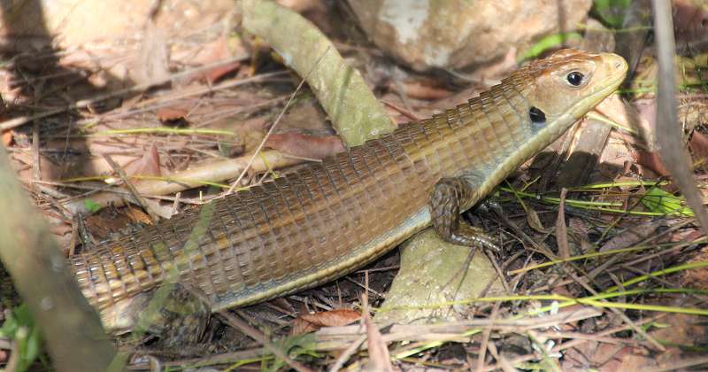 Braune Schildechse, Sudan Skink