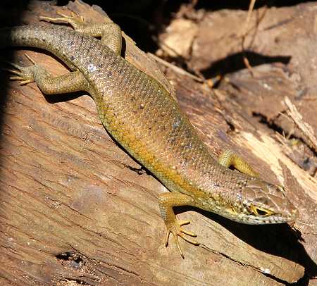Tansania Skink