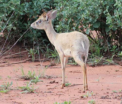 Albino Dik Dik