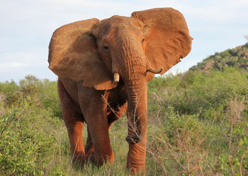 Elefanten Angriff im Tsavo