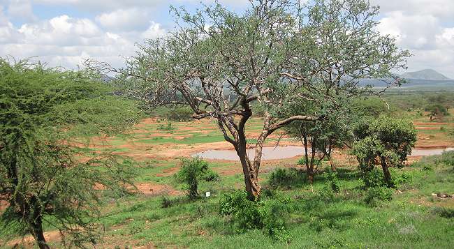 Kilanguni Lodge - Tsavo West