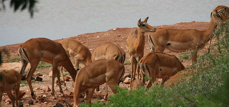 Kilanguni Lodge - Tsavo West