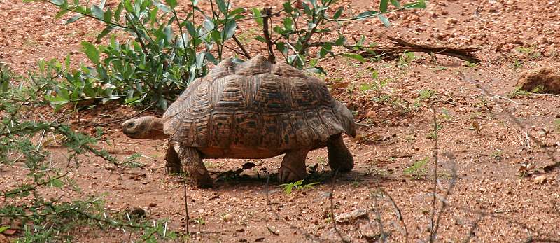 Kilanguni Lodge - Tsavo West