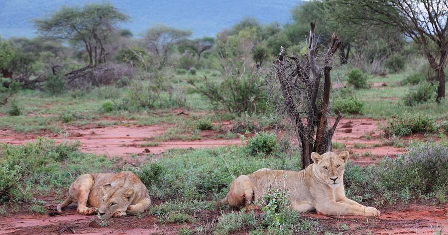 Ngutuni Lodge and Reserve